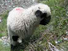 Zermatt-Switzerland--5
