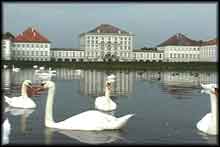 Munich swans