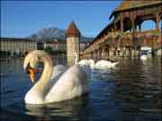 Europe-travel-Lucerne-swans