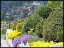 Interlaken flowers