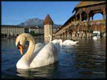 Lucerne swan