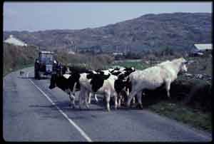 Ireland cows